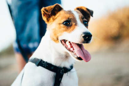 Dog Preventative care