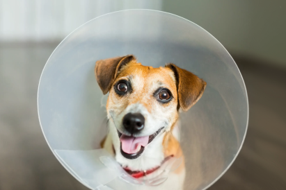 Dog Surgery