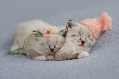 Kitten Care