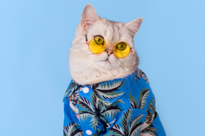 Pain Management for Cats