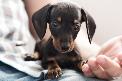 Pain Management for Dogs