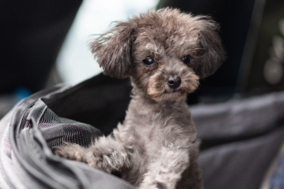 Puppy Care