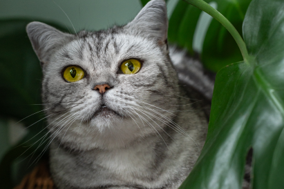 Senior Cat Care