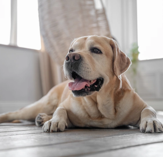 Why Senior Dog Care Matters