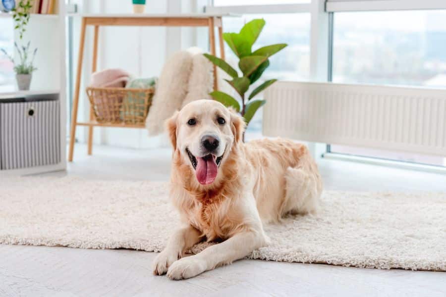 Benadryl for Dogs