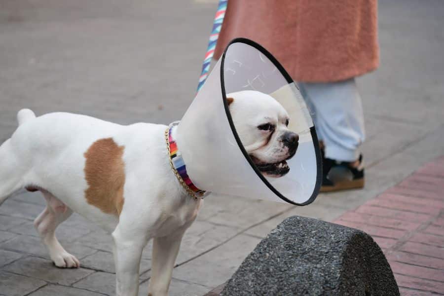 Urgent Care Vet Surgery