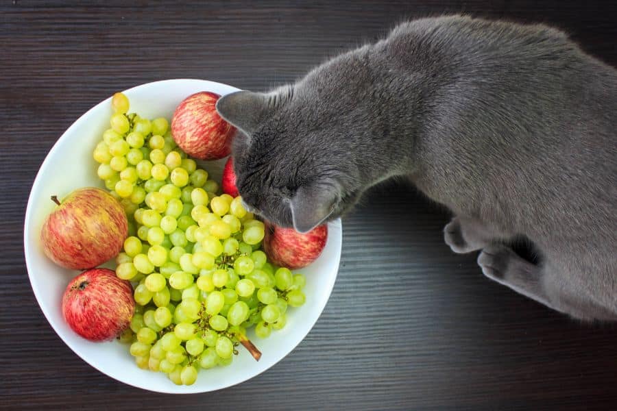 Feline Appetite Loss