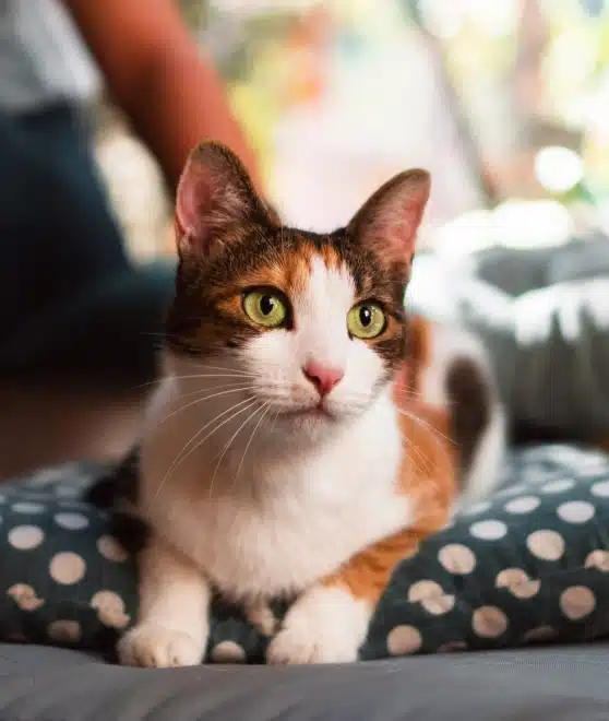 Calico cat with amber eyes sitting on a polka-dot bed, looking directly at the camera.