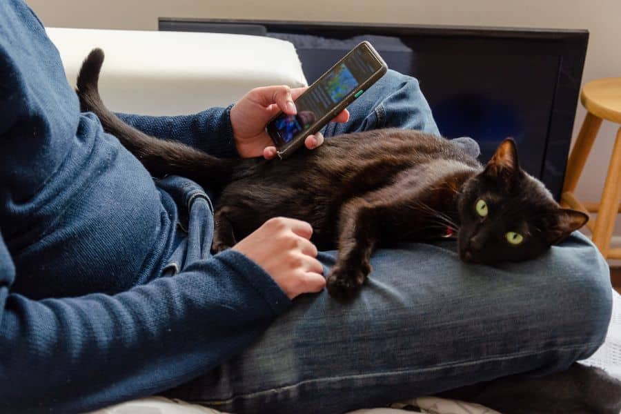 Cat Behaviors