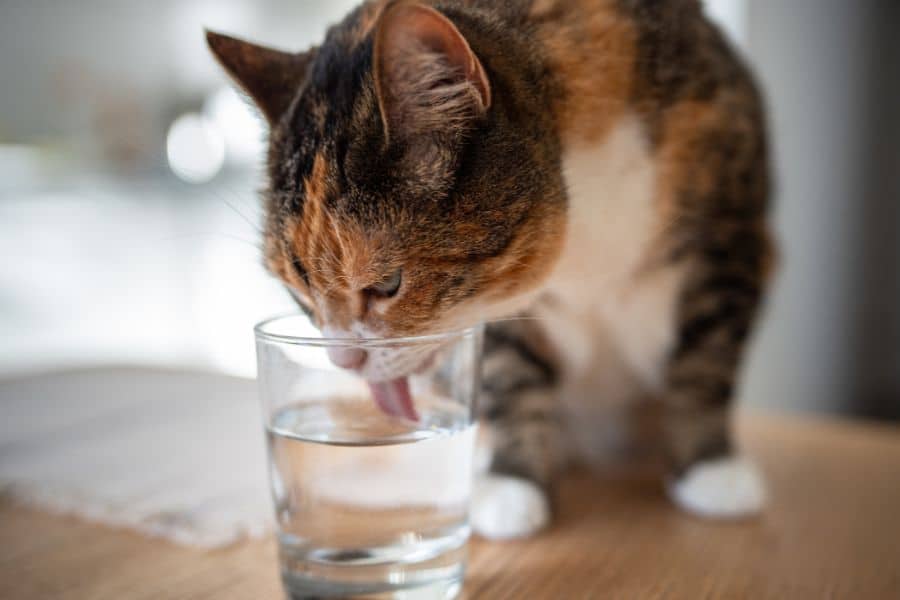 Cat Diarrhea